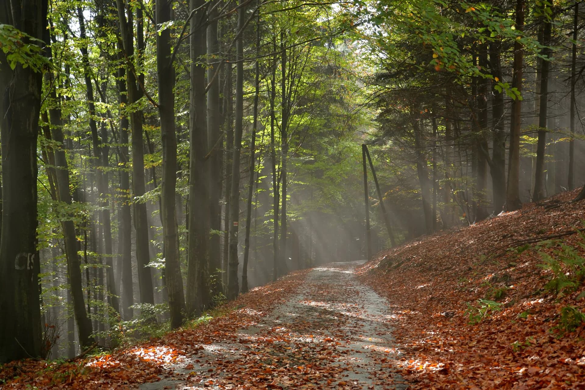Işığın süzüldüğü bir orman yolu